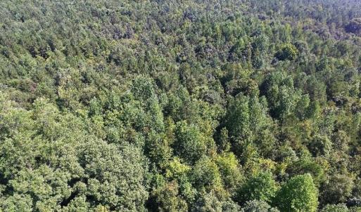 Photo of UNDER CONTRACT!  37 Acres of Hunting and Recreational Land For Sale in Brunswick County VA!