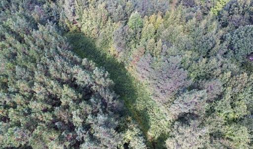 Photo of UNDER CONTRACT!  37 Acres of Hunting and Recreational Land For Sale in Brunswick County VA!