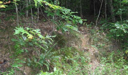 Photo of SOLD!  81.57 Acres of Prime Hunting and Investment Land For Sale in Rockingham County NC!