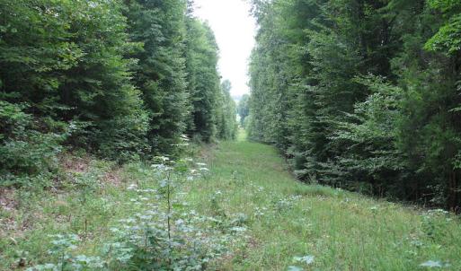 Photo of SOLD!  81.57 Acres of Prime Hunting and Investment Land For Sale in Rockingham County NC!