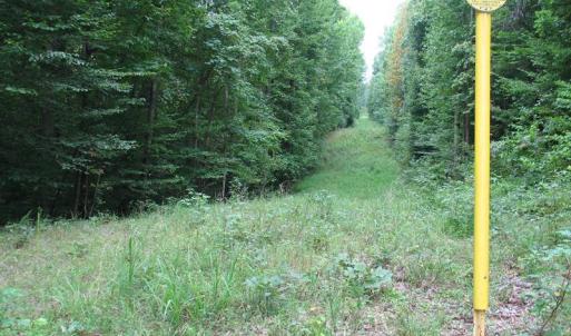 Photo of SOLD!  81.57 Acres of Prime Hunting and Investment Land For Sale in Rockingham County NC!
