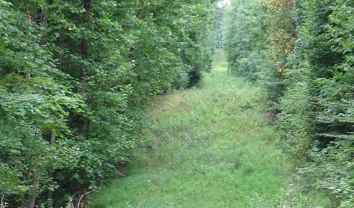 Photo of SOLD!  81.57 Acres of Prime Hunting and Investment Land For Sale in Rockingham County NC!