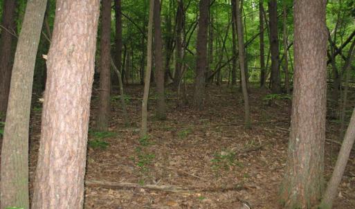 Photo of SOLD!  81.57 Acres of Prime Hunting and Investment Land For Sale in Rockingham County NC!