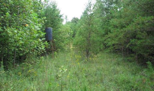 Photo of SOLD!  81.57 Acres of Prime Hunting and Investment Land For Sale in Rockingham County NC!