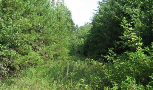 Photo of SOLD!  81.57 Acres of Prime Hunting and Investment Land For Sale in Rockingham County NC!