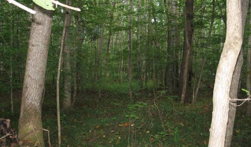 Photo of SOLD!  81.57 Acres of Prime Hunting and Investment Land For Sale in Rockingham County NC!