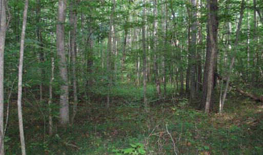 Photo of SOLD!  81.57 Acres of Prime Hunting and Investment Land For Sale in Rockingham County NC!