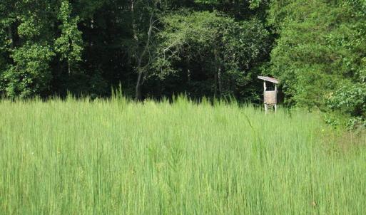 Photo of SOLD!  81.57 Acres of Prime Hunting and Investment Land For Sale in Rockingham County NC!