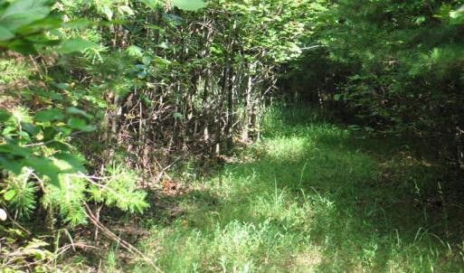 Photo of SOLD!  81.57 Acres of Prime Hunting and Investment Land For Sale in Rockingham County NC!