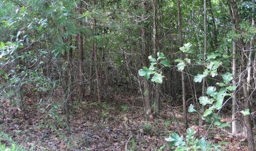 Photo of SOLD!  81.57 Acres of Prime Hunting and Investment Land For Sale in Rockingham County NC!