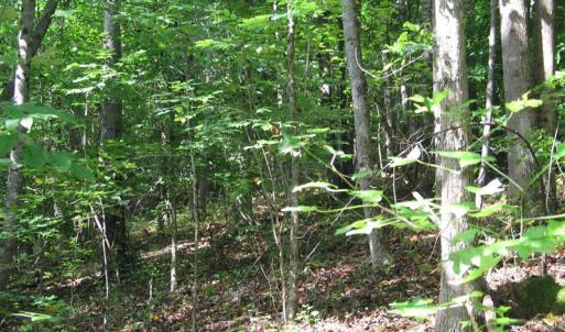 Photo of SOLD!  81.57 Acres of Prime Hunting and Investment Land For Sale in Rockingham County NC!