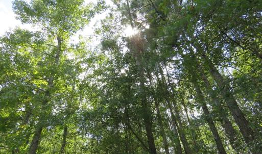 Photo of UNDER CONTRACT!  50.81 Acres of Hunting Land For Sale in Columbus County NC!