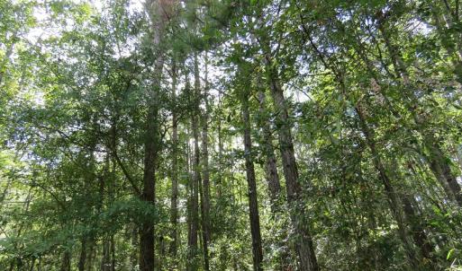 Photo of UNDER CONTRACT!  50.81 Acres of Hunting Land For Sale in Columbus County NC!