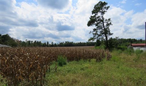 Photo of UNDER CONTRACT!  50.81 Acres of Hunting Land For Sale in Columbus County NC!