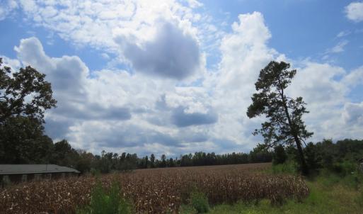 Photo of UNDER CONTRACT!  50.81 Acres of Hunting Land For Sale in Columbus County NC!