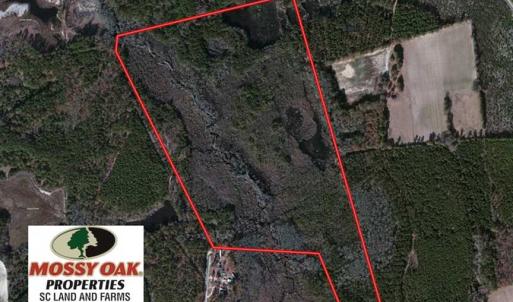Photo of UNDER CONTRACT!  99 Acres of Hunting Land For Sale in Marlboro County SC!