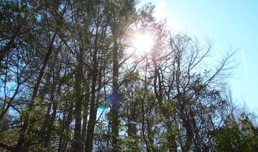 Photo of UNDER CONTRACT!  15 Acres of Hunting and Investment Land For Sale in Suffolk VA!