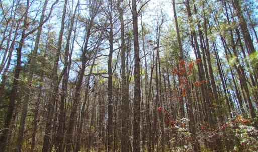 Photo of UNDER CONTRACT!  15 Acres of Hunting and Investment Land For Sale in Suffolk VA!