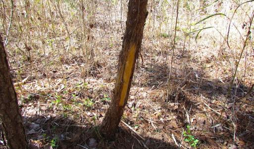 Photo of UNDER CONTRACT!  15 Acres of Hunting and Investment Land For Sale in Suffolk VA!