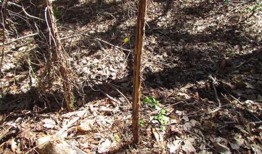 Photo of UNDER CONTRACT!  15 Acres of Hunting and Investment Land For Sale in Suffolk VA!
