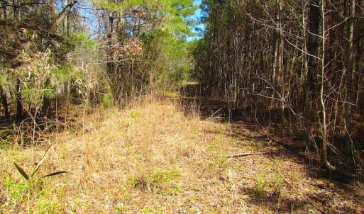 Photo of UNDER CONTRACT!  15 Acres of Hunting and Investment Land For Sale in Suffolk VA!