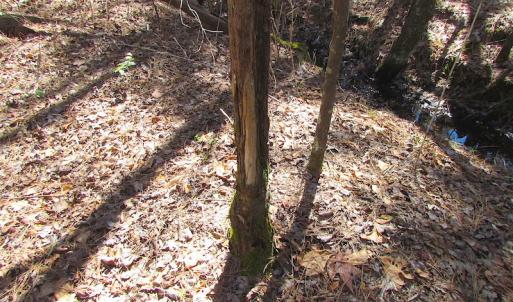 Photo of UNDER CONTRACT!  15 Acres of Hunting and Investment Land For Sale in Suffolk VA!