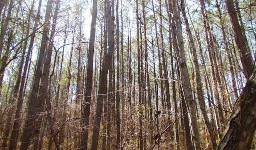 Photo of UNDER CONTRACT!  15 Acres of Hunting and Investment Land For Sale in Suffolk VA!