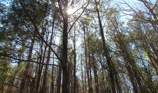 Photo of UNDER CONTRACT!  15 Acres of Hunting and Investment Land For Sale in Suffolk VA!
