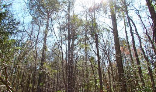 Photo of UNDER CONTRACT!  15 Acres of Hunting and Investment Land For Sale in Suffolk VA!