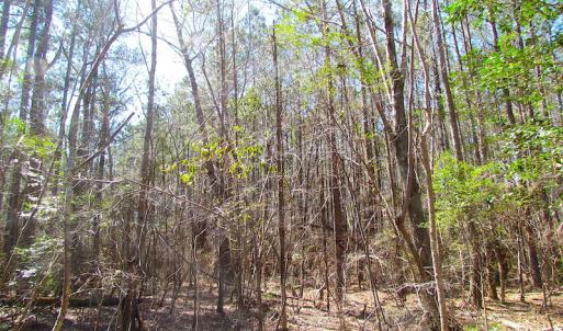 Photo of UNDER CONTRACT!  15 Acres of Hunting and Investment Land For Sale in Suffolk VA!