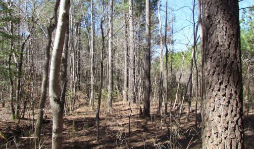 Photo of UNDER CONTRACT!  15 Acres of Hunting and Investment Land For Sale in Suffolk VA!