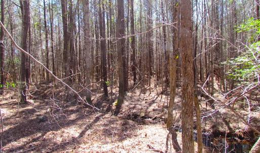 Photo of UNDER CONTRACT!  15 Acres of Hunting and Investment Land For Sale in Suffolk VA!