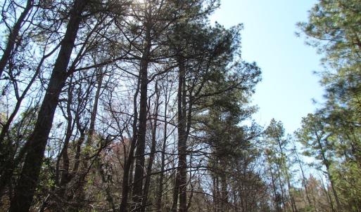 Photo of UNDER CONTRACT!  15 Acres of Hunting and Investment Land For Sale in Suffolk VA!