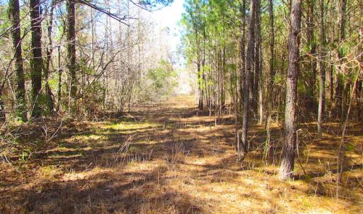 Photo of UNDER CONTRACT!  15 Acres of Hunting and Investment Land For Sale in Suffolk VA!