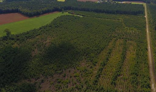 Photo of PENDING!  57.3 Acres of Timber and Farm Land For Sale in Wilson County NC!
