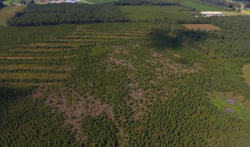 Photo of PENDING!  57.3 Acres of Timber and Farm Land For Sale in Wilson County NC!