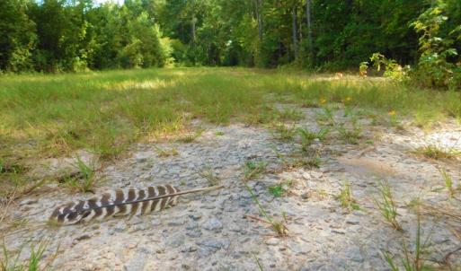 Photo of PENDING!  57.3 Acres of Timber and Farm Land For Sale in Wilson County NC!