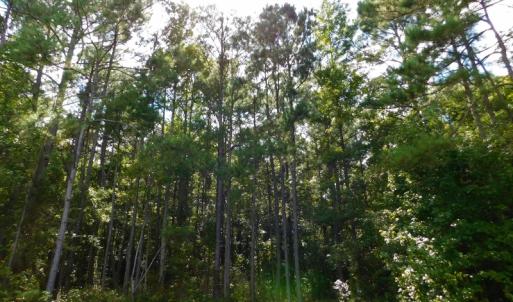 Photo of PENDING!  57.3 Acres of Timber and Farm Land For Sale in Wilson County NC!