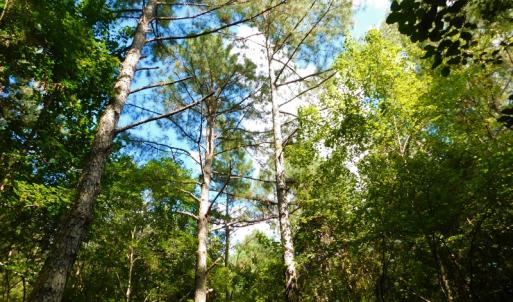 Photo of PENDING!  57.3 Acres of Timber and Farm Land For Sale in Wilson County NC!