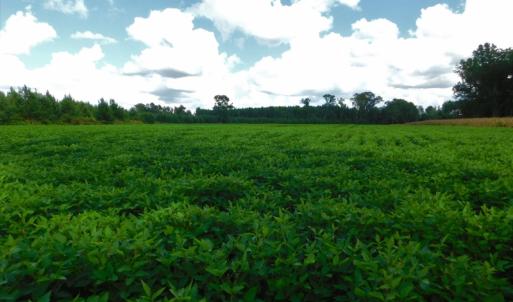 Photo of PENDING!  57.3 Acres of Timber and Farm Land For Sale in Wilson County NC!
