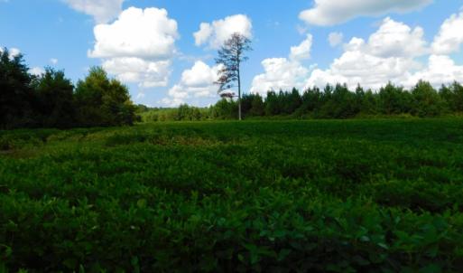 Photo of PENDING!  57.3 Acres of Timber and Farm Land For Sale in Wilson County NC!