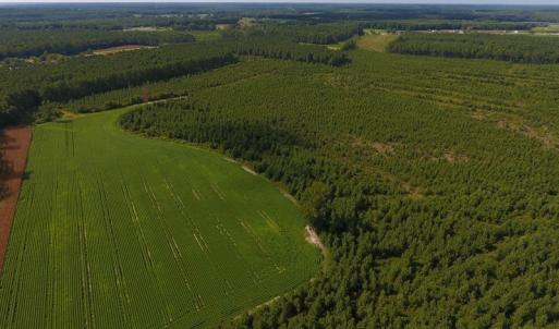 Photo of PENDING!  57.3 Acres of Timber and Farm Land For Sale in Wilson County NC!