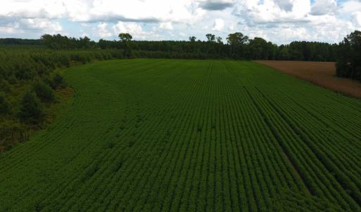 Photo of PENDING!  57.3 Acres of Timber and Farm Land For Sale in Wilson County NC!