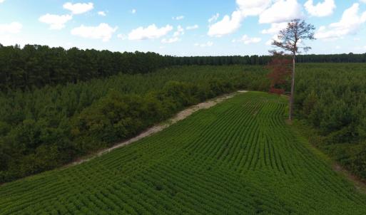Photo of PENDING!  57.3 Acres of Timber and Farm Land For Sale in Wilson County NC!