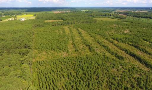 Photo of UNDER CONTRACT!  86.59 Acres of Timber and Hunting Land For Sale in Wilson County NC!