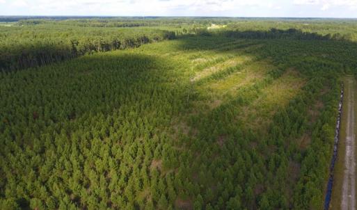 Photo of UNDER CONTRACT!  86.59 Acres of Timber and Hunting Land For Sale in Wilson County NC!