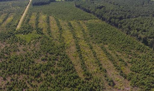 Photo of UNDER CONTRACT!  86.59 Acres of Timber and Hunting Land For Sale in Wilson County NC!