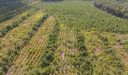 Photo of UNDER CONTRACT!  86.59 Acres of Timber and Hunting Land For Sale in Wilson County NC!