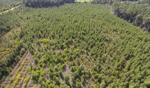 Photo of UNDER CONTRACT!  86.59 Acres of Timber and Hunting Land For Sale in Wilson County NC!
