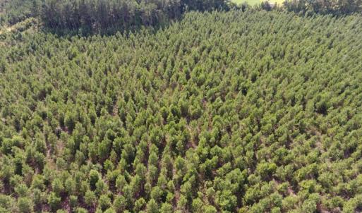 Photo of UNDER CONTRACT!  86.59 Acres of Timber and Hunting Land For Sale in Wilson County NC!